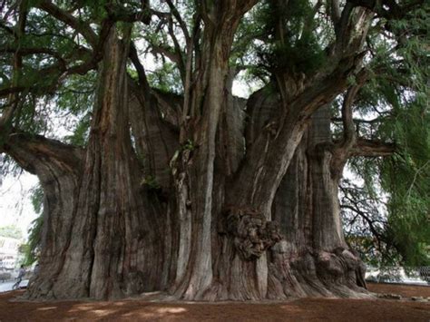 9 Razones Para Visitar El Árbol Del Tule