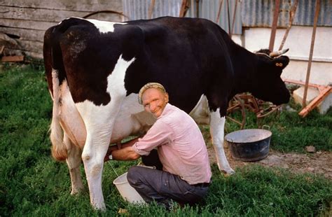 area man trying his hardest not to be turned on by milking cow the every three weekly