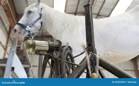 Horse In Stable With Farrier Stand Stock Image Image Of Ranch