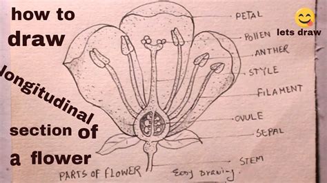 How TO Draw Longitudinal Section Of Flower Draw Parts Of Flower Parts