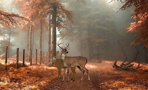 Male And Female Whitetail Deer By Walter Colvin Redbubble