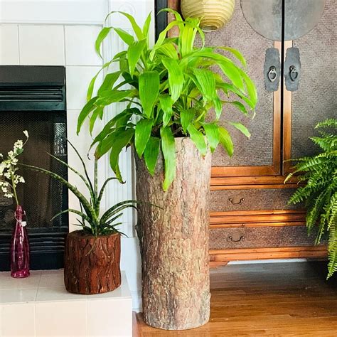 Large Decorative Pots For Indoor Plants Plant Ideas