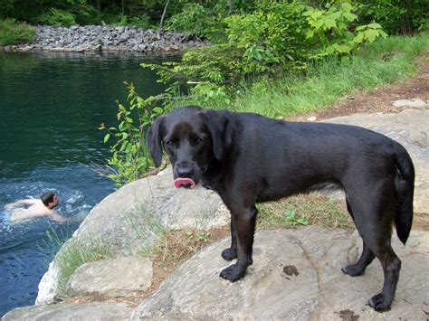 Columbia Gorge Craigslist Pets - Pet Spares