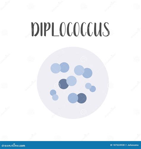 Diplococcus Bacteria Classification Spherical Shapes Of Bacteria