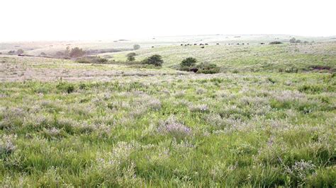 Temperate And Tropical Grasslands Savannas And Shrublands — Ecology