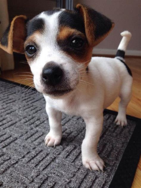 Their name derived from the reverend john russell, a hunting enthusiast, who was the first person to breed them for fox hunting. Le jack russell terrier - un chien adorable que vous allez ...