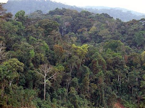 Selva Tropical Wikipedia La Enciclopedia Libre La Selva En 2019