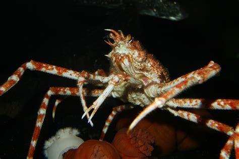 Japanese spider crabs are the biggest arthropods in the world in terms of legspan. 34 best images about Animals at Georgia Aquarium on ...