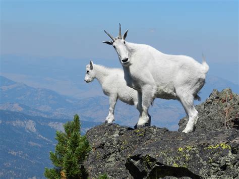 How Do Mountain Goats Get Their Incredible Cliff Climbing
