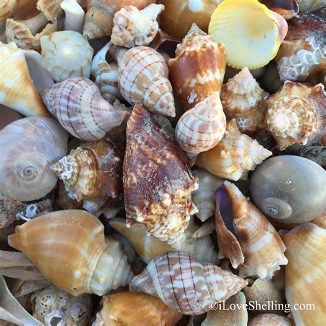 In california there is a shell beach in la jolla, jenner, inverness, and sea ranch too. Beach Combing Continues | i Love Shelling