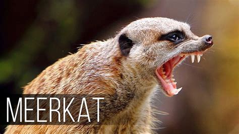 Meerkat — Fearless And Aggressive Relative Of The Mongoose Youtube