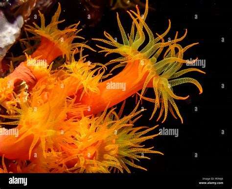 Coral Reef In Carbiiean Sea Orange Cup Corals Stock Photo Alamy
