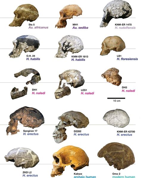 Evolution Of Skull Size And Shape