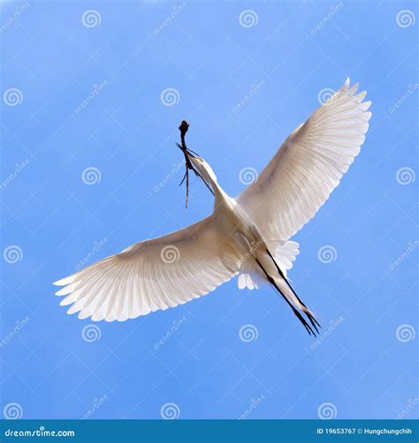 White Heron In Flying Action Stock Image Image Of Blue Legs 19653767