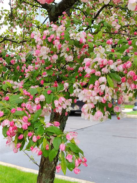 This creates a very unique aesthetic in many of the towns, where businesses and factories blend seamlessly with nature, an integration made possible. Flowering Trees Where You At | Page 4 | TheCatSite