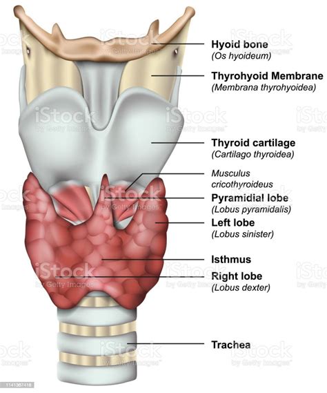 Anatomy Of The Thyroid Gland Medical 3d Vector Illustration Stock