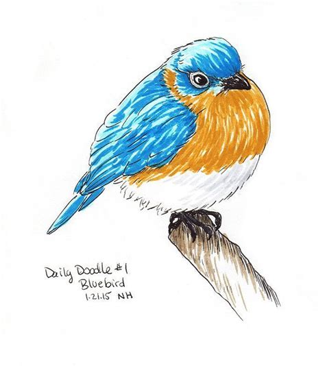 A Cute Bluebird Drawing Heshe Is All Puffed Up Sitting On The End Of