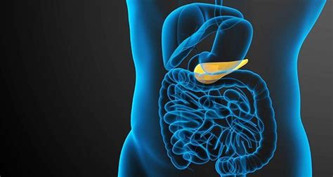Gallbladder Function What You Need To Know About Its Purpose