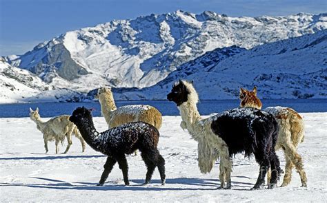 Alpacas In The Snow Peruvian Andes Photograph By Craig Lovell