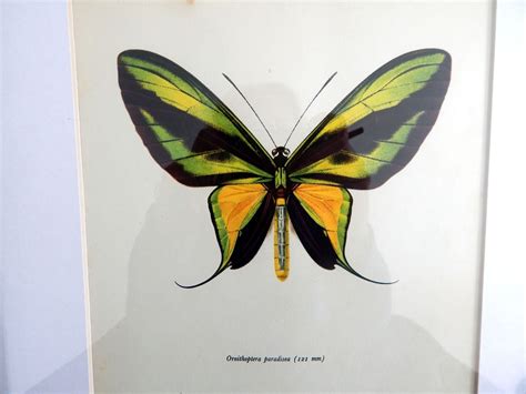 Custom Antique Butterfly Lithograph Print Framed In Barn Board By