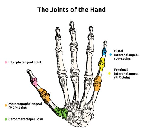 Thumb Joints Anatomy Diagram