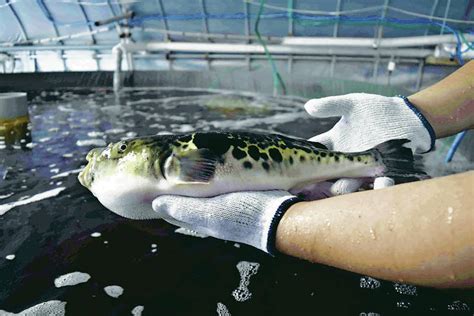 Pufferfish Cultivated In Hot Springs Tapped For Economic Boost