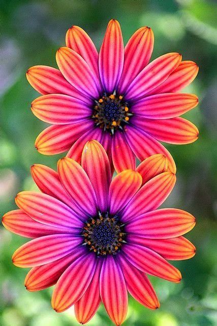25 Best Ideas About Pretty Flowers On Pinterest Flowers Beautiful