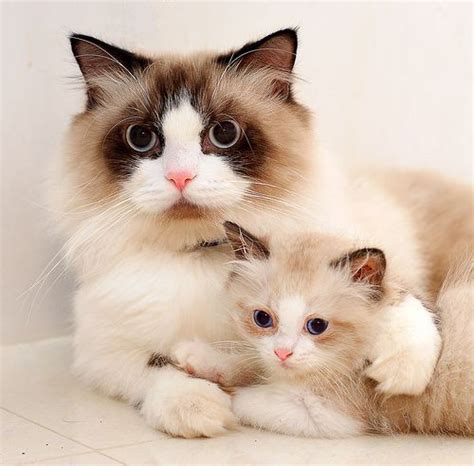 Ragdolls Like Father Like Son D Cute Cats Beautiful Cats Pretty