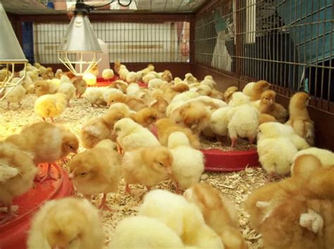 Introduction rabbit farming in kenya is not new and has been gaining popularity over time. How Much Does it Cost to Start a Poultry Farm in Nigeria?