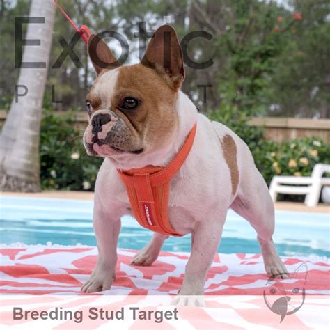 After all, food will be a. French Bulldog Stud - Target (For Stud) POA - Exotic ...