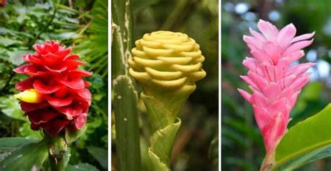 Types Of Ginger Root And Ornamental Ginger Plants With