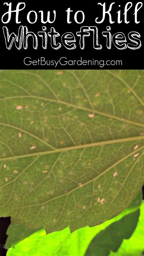 How To Get Rid Of Whiteflies On Indoor Plants For Good White Flies