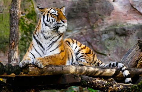 Tiger Sitting · Free Stock Photo