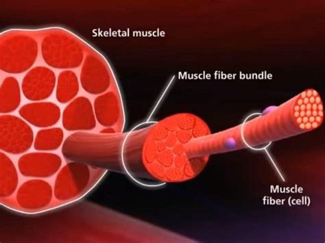 Diagram Of Muscle Fiber