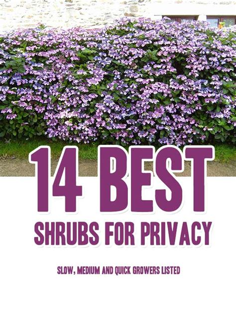 14 Best Shrubs For Privacy Mental Scoop
