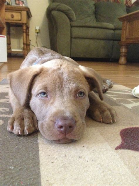 Chocolate Lab Pit Mix Puppies Red Nose Pitbull Lab Mix Dog Gallery