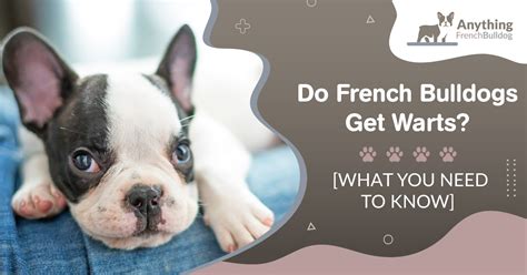 Do French Bulldogs Get Warts What You Need To Know