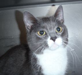 Most cat breed standards allow for several different eye and fur color or coat patterns within the physical appearance descriptions. A cat named Fish, a dog named Thunder and a rabbit named ...