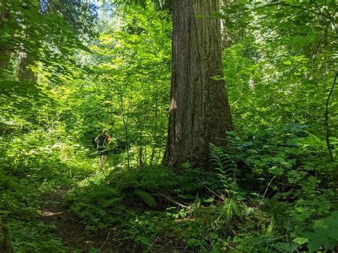 Skagit River Trail Ecological Reserve Giant Cedars Dru Flickr