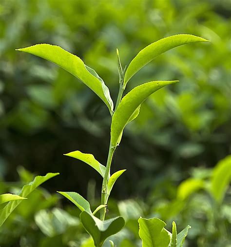 Tea plant - Camellia sinensis — Science Learning Hub