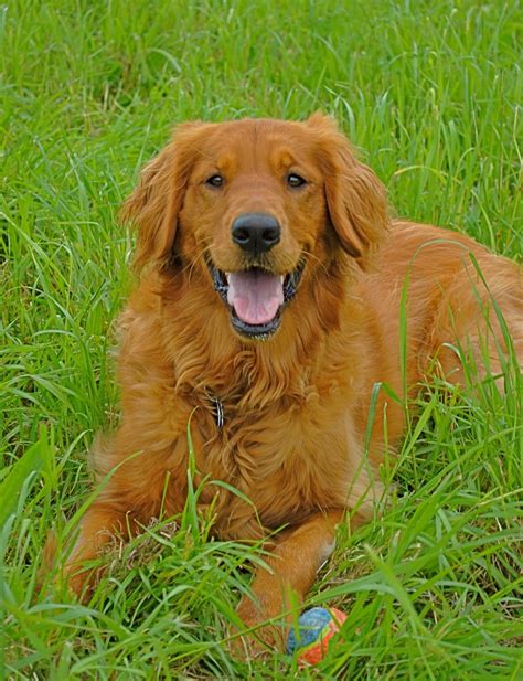 Smart, loving, loyal and loves children and other animals. red golden retriever | Red retriever, Golden retriever
