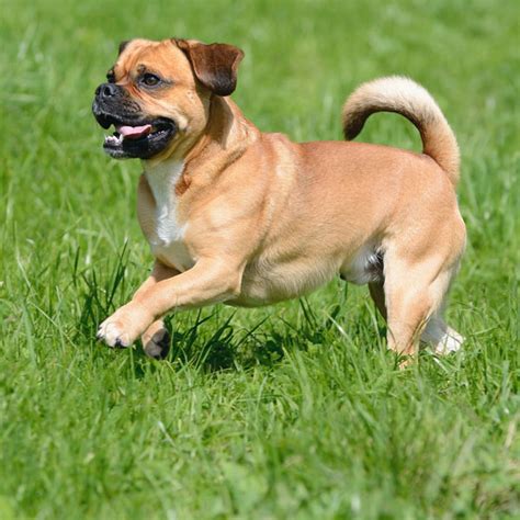 Get Mixed Up With These Precious Puggle Puppy Pictures Dogster