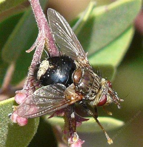 California Native Bees Flies Beeflies Wasps And Bumblebees