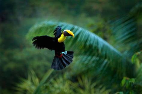 Tropic Bird Fly Flying Jungle Bird During Rain Keel Billed Toucan