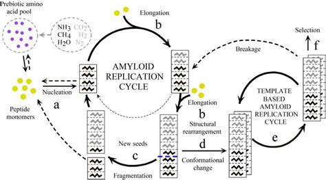 Schematic Representation Of The Self Replicating Cycles Of Amyloid