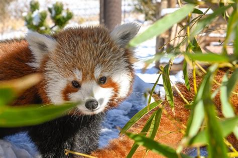 The Oklahoma City Zoo Is Live Streaming Their Red Panda Exhibit
