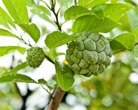 Discover The Tasty Cherimoya Fruit Origin Nutrition And Benefits
