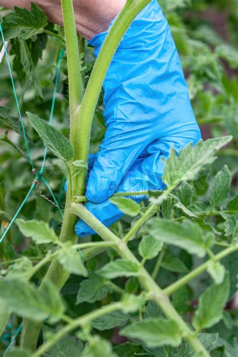 Removal Of Suckers Side Shoots From Tomato Plants In A Greenhouse