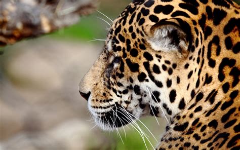 Jaguar Predator Wildcat Animal World Fondo De Pantalla Hd Avance