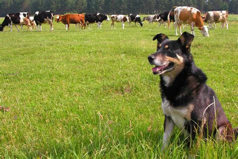 How to make your dog an emotional. How to Train Your Dog to Herd Cattle